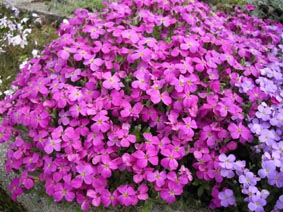 Aubrieta 'Royal red'